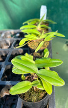 Load image into Gallery viewer, Orchid Seedling 50mm Pot Size - Paphiopedilum spicerianum x Ying Yang Firefox