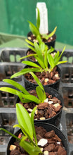 Load image into Gallery viewer, Orchid Seedling 50mm Pot Size - Bulbophyllum (tingabarium x hirundinis) x fimbriperianthium