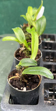 Load image into Gallery viewer, Orchid Seedling 50mm Pot Size - Cattleya Pot Kozo's Scarlet 'Vieni'