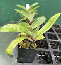 Load image into Gallery viewer, Orchid Seedling 50mm Pot Size - Paphiopedilum Hung Shen Bay x Red Shift