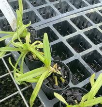 Load image into Gallery viewer, Orchid Seedling 50mm Pot size - Vanda Somsri Glory Blue