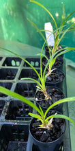 Load image into Gallery viewer, Orchid Seedling 50mm Pot Size - Cymbidium goeringii x erythraeum