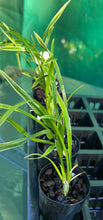 Load image into Gallery viewer, Orchid Seedling 50mm Pot Size - Cymbidium Golden Elf
