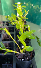 Load image into Gallery viewer, Orchid Seedling 50mm Pot size - Dendrobium Tdaros Angel Emperor softcane