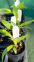 Load image into Gallery viewer, Orchid Seedling 50mm Pot Size - Cattleya Cosmic Delite