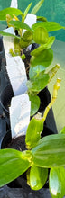 Load image into Gallery viewer, Orchid Seedling 50mm Pot size - Dendrobium Joyful Day softcane