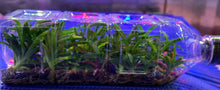 Load image into Gallery viewer, Flask - Ceratostylis retisquana - Species