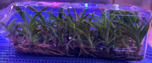 Load image into Gallery viewer, Flask - Ceratostylis retisquana - Species