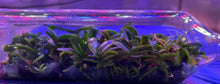 Load image into Gallery viewer, Flask - Aerides crassifolia - Species