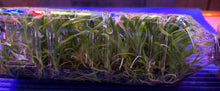 Load image into Gallery viewer, Flask - Oncidium Miltoniopsis Bert Field 'Eileen' (Pansy Orchid)