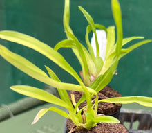 Load image into Gallery viewer, Orchid 50mm Pot Size - Oncidium Beallara Tahomia Glacier Green