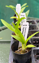 Load image into Gallery viewer, Orchid Seedling 50mm Pot size - Oncidium Degarmoara Pinot Princess 'Nite Naulage'