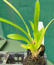 Load image into Gallery viewer, Orchid Seedling 50mm Pot size - Oncidium Wilsonara Aloha Sparks 'Halloween'