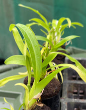 Load image into Gallery viewer, Orchid Seedling 50mm Pot size - Oncidium Brassidium Gilded Urchin 'Ontario'