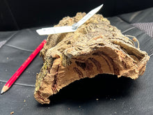 Load image into Gallery viewer, Real Raw Cork No 309 - Orchid, Plant Mounts, Terrariums, Pets