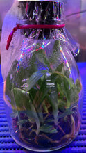 Load image into Gallery viewer, Flask - Paphiopedilum Doya Impulse - Slipper Orchid