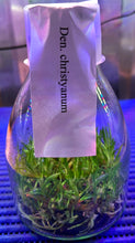 Load image into Gallery viewer, Flask - Dendrobium christyanum - Species