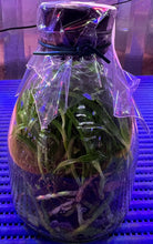 Load image into Gallery viewer, Flask - Dendrobium thyrsiflorum - Species