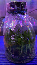 Load image into Gallery viewer, Flask - Dendrobium amabile x sib - Species