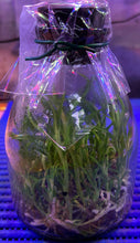 Load image into Gallery viewer, Flask - Dendrobium nobile var album soft cane