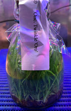 Load image into Gallery viewer, Flask - Oncidium Onc. Twinkle 'Oro'