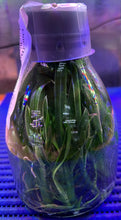 Load image into Gallery viewer, Flask - Oncidium Brassidium Gilded Urchin 'Halo' variegated leaf