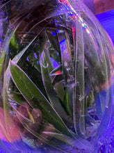 Load image into Gallery viewer, Flask - Oncidium Brassidium Gilded Urchin 'Halo' variegated leaf