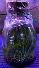 Load image into Gallery viewer, Flask - Oncidium Onc. (Trichocentrum) Sunny Village 'Mei Chen' (Skulleta x splendidum)
