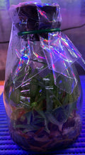 Load image into Gallery viewer, Flask - Paphiopedilum Paph. fairrieanum x sib - Slipper Orchid species