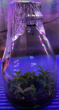 Load image into Gallery viewer, Flask - Renanthera citrina - Species