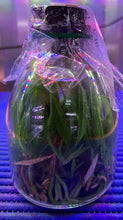 Load image into Gallery viewer, Flask - Cattleya Volcano Blue x Hsinying Mini Sky