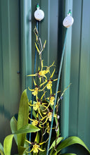 Load image into Gallery viewer, Ultimate Flower & Plant Support - Flower Spring Loaded Stake