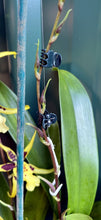 Load image into Gallery viewer, Ultimate Flower & Plant Support - Flower Spring Loaded Stake