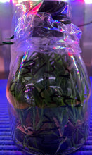 Load image into Gallery viewer, Flask - Cattleya Cosmic Delite (Bright Angel x Batemaniana)