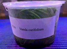Load image into Gallery viewer, Flask - Vanda curvifolium - Species