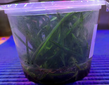 Load image into Gallery viewer, Flask - Vanda curvifolium - Species