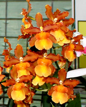 Load image into Gallery viewer, Orchid 50mm Pot Size - Oncidium Odontocidium Catatante 'Kilauea Karma'