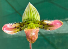 Load image into Gallery viewer, Orchid Seedling 50mm Pot Size - Paphiopedilum venustum - Species
