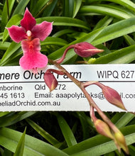 Load image into Gallery viewer, Orchid Seedling - Rodrumnia Sakurada 'PK' (Currently in spike/flower)