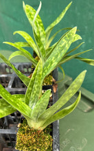Load image into Gallery viewer, Orchid Seedling 50mm Pot Size - Paphiopedilum Hsinying Gavokum x Doya Green Prince