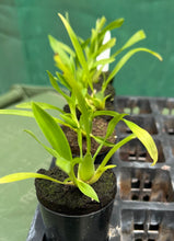 Load image into Gallery viewer, Orchid Seedling 50mm Pot size - Oncidium Twinkle 'Fragrant Fantasy'