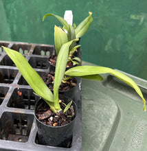 Load image into Gallery viewer, Orchid 50mm Pot Size - Oncidium Psychopsis Mariposa