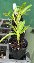 Load image into Gallery viewer, Orchid Seedling 50mm Pot size - Dendrobium Amber softcane