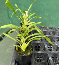 Load image into Gallery viewer, Orchid 50mm Pot Size - Oncidium Hawaiian Sunset 'Oro Verde'