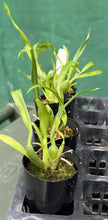Load image into Gallery viewer, Orchid 50mm Pot Size - Oncidium Golden Gamine 'White Knight'