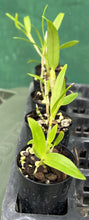 Load image into Gallery viewer, Orchid Seedling 50mm Pot size - Dendrobium Golden Blossum x (Coronation Goldx(Sweetheart x Beautiful Egg) Softcane