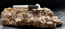 Load image into Gallery viewer, Real Raw Cork No 124 - Orchid, Plant Mounts, Terrariums, Pets