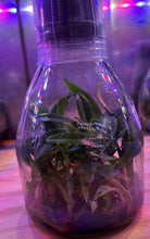 Load image into Gallery viewer, Flask - Paphiopedilum  Paph. Lady rothschild x niveum   - Slipper Orchid