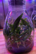 Load image into Gallery viewer, Flask - Paphiopedilum  Paph. Lady rothschild x niveum   - Slipper Orchid