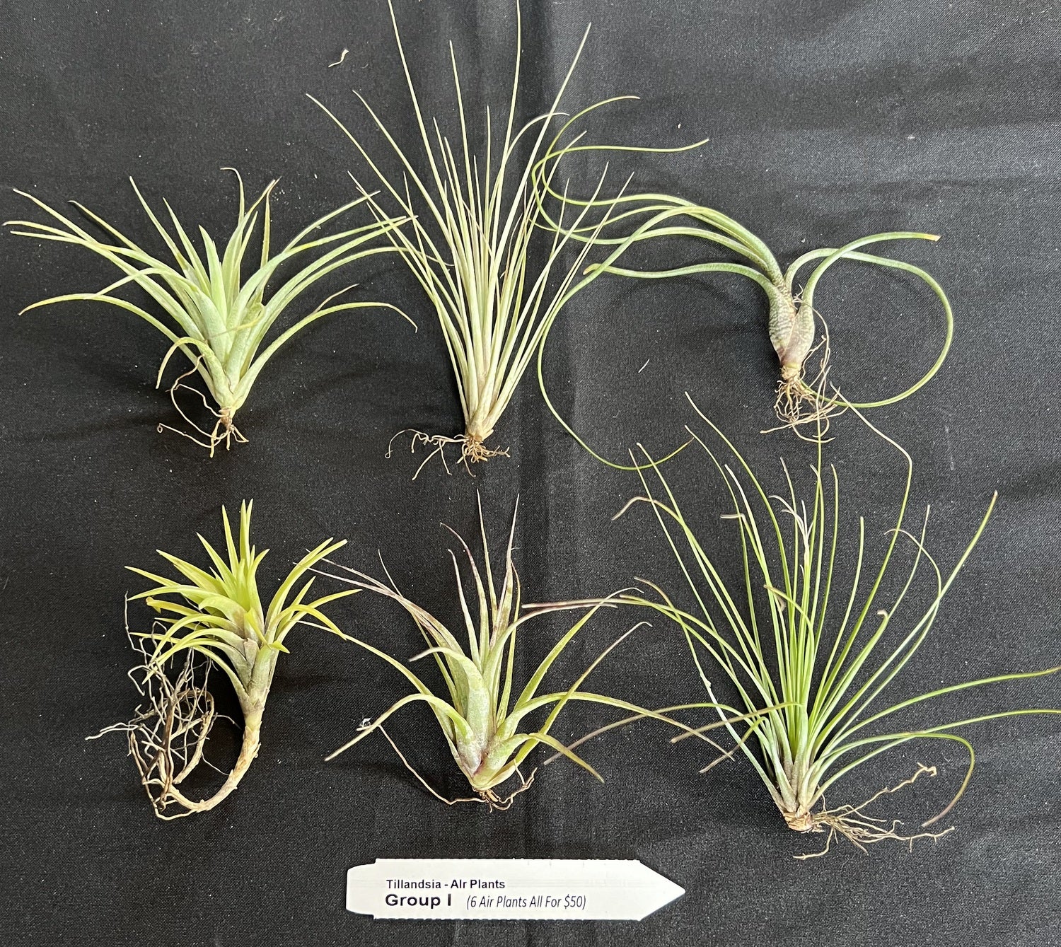 air plants australia Air Plant - Tillandsia